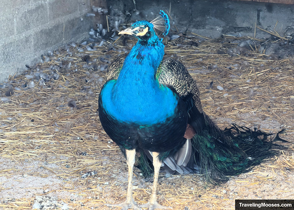 Blue peacock with his head cocked to one side