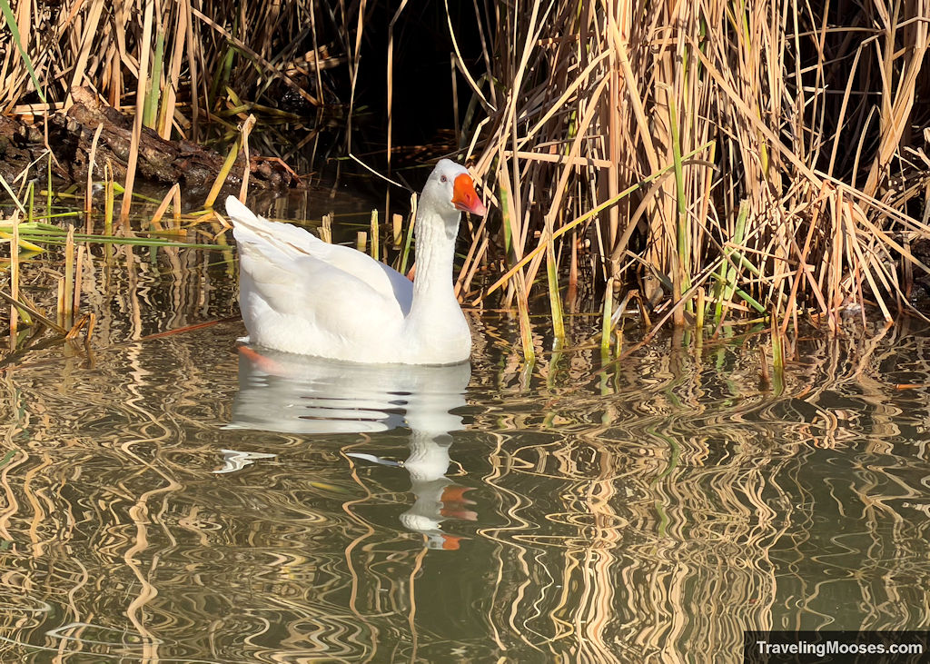 White goose with an orange beak swimming near reeds