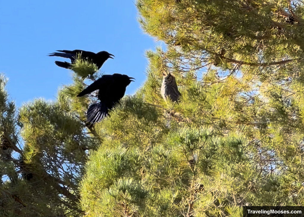 Two large black ravens chirping at a Great horned owl high in a tree