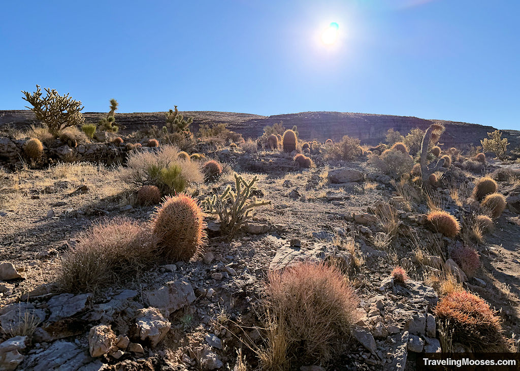 Desert cactus under the sun