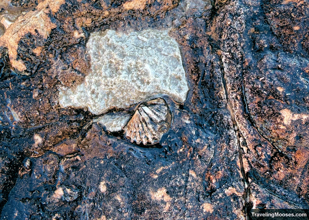 Seashell Fossil embedded in the rock