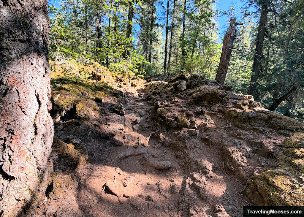 Uneven lava and dirt trail through an old growth forest