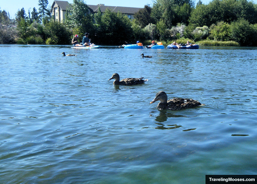 Ducks along the water
