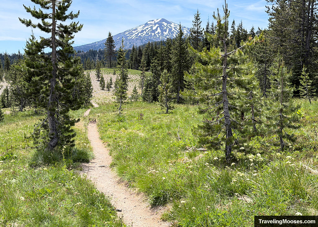 Path winding through a forest toward a snow capped mountain