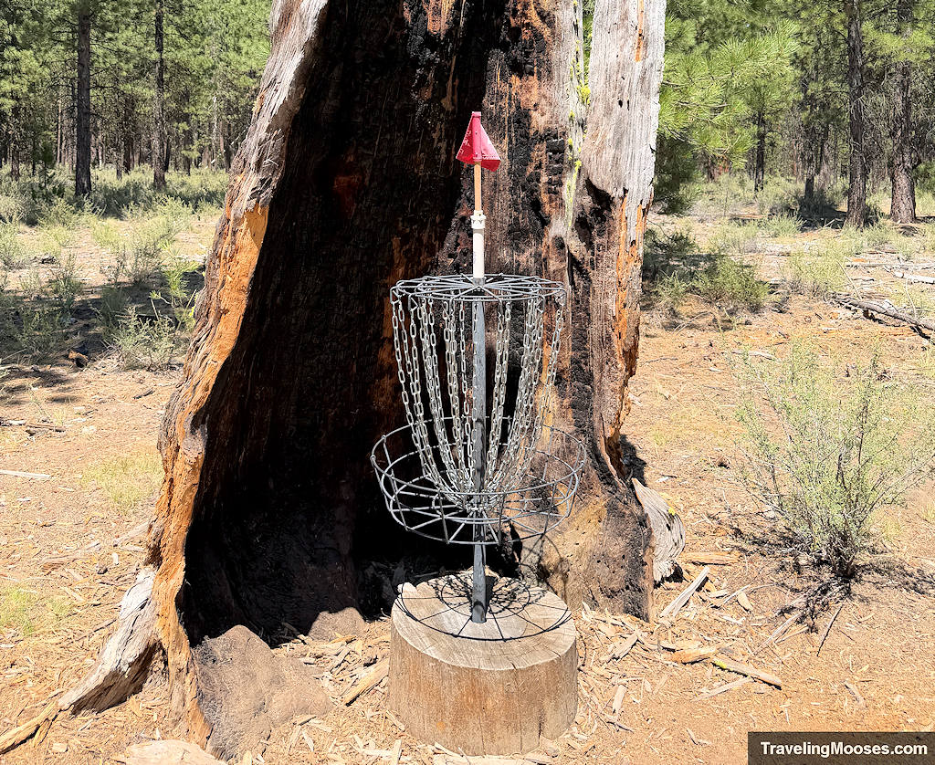 Disc golf basket resting infront of a burned out tree