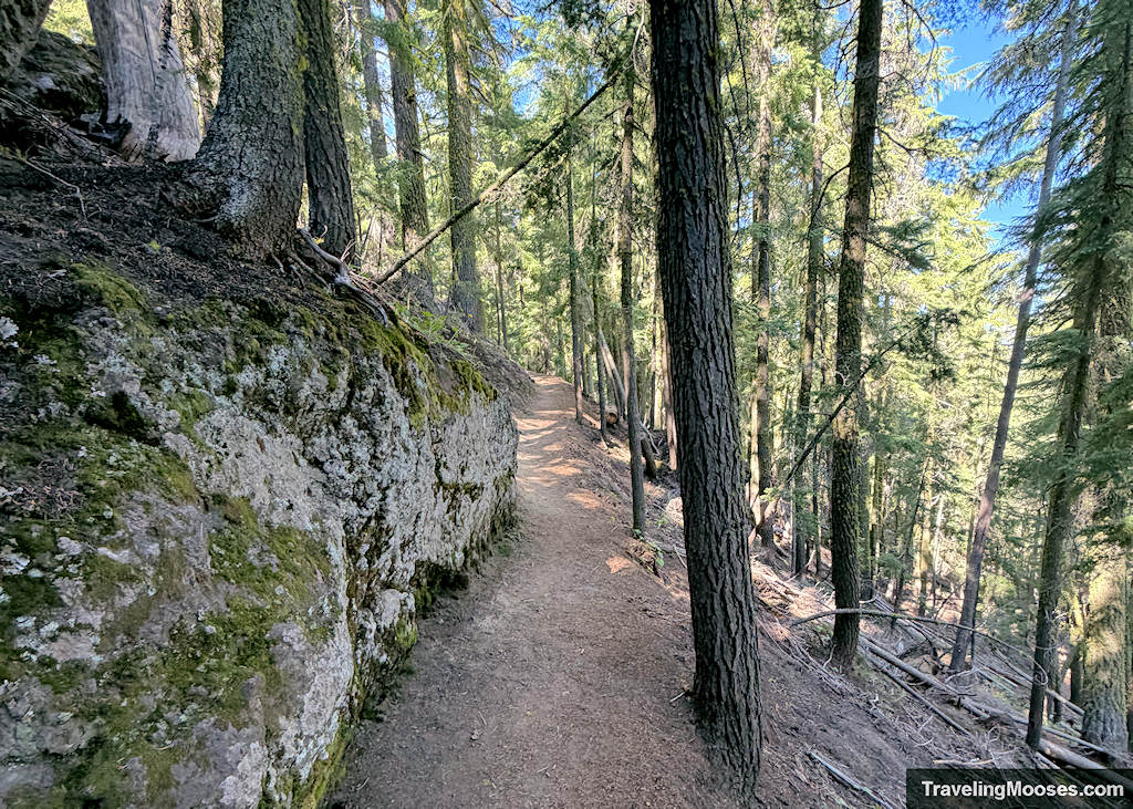 Narrow trail leading through a pine forest