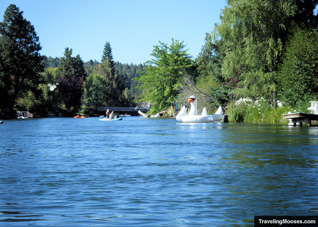 Large white inflatable swan along a river bank