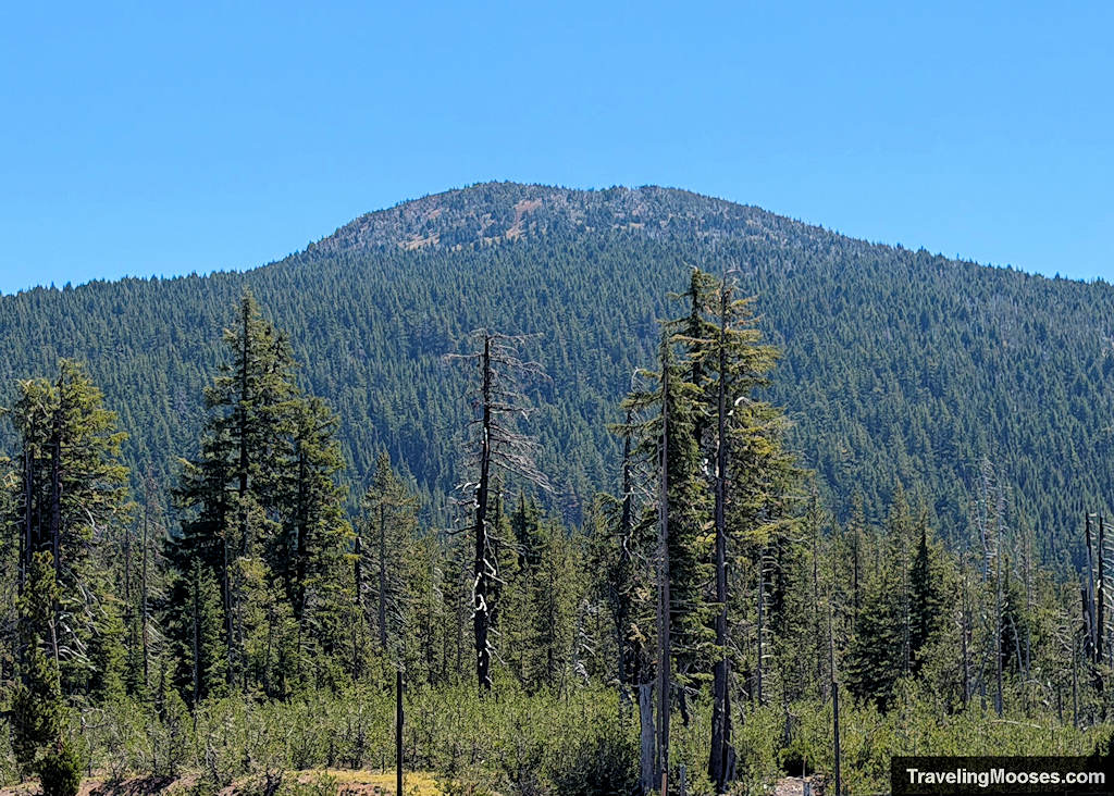 Mountain covered in trees