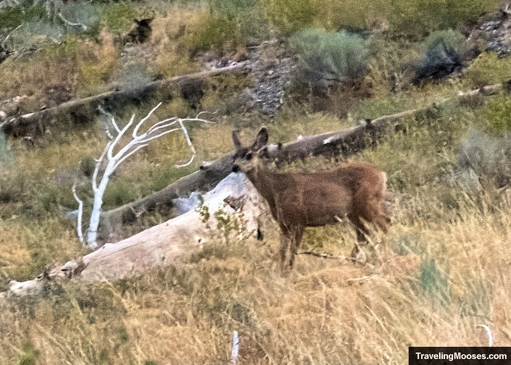 Deer wandering through a desert meadow