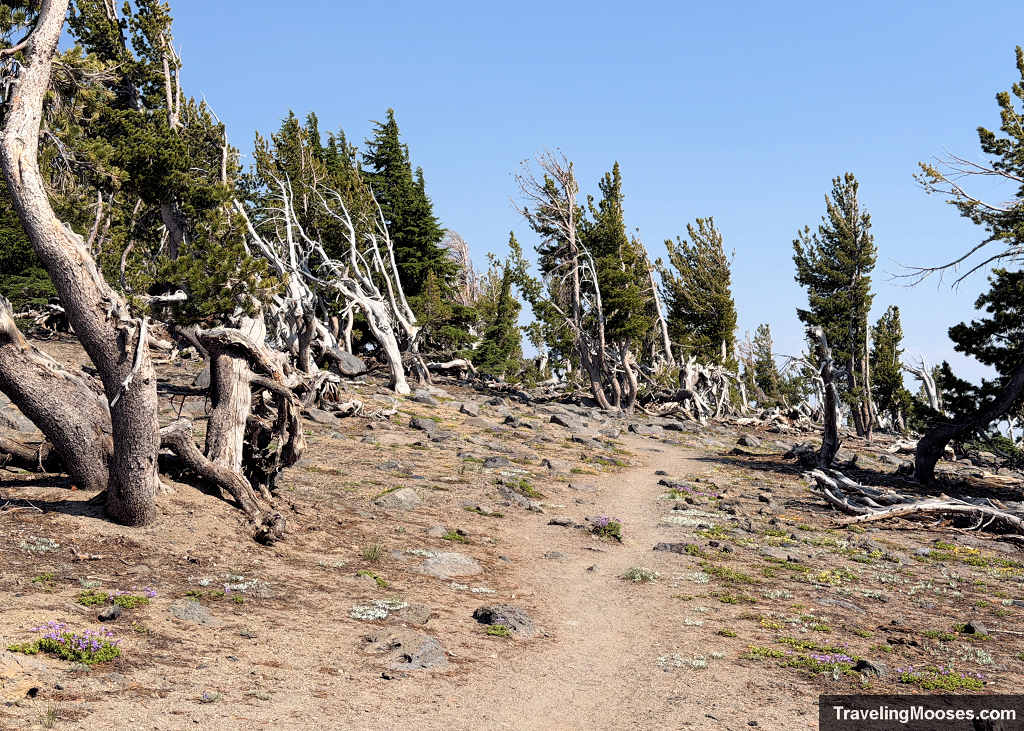 Sandy dirt hiking trail winding through weather-beaten, gnarled whitebark pines and bleached deadwood on Tam McArthur Rim