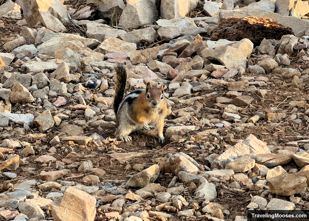 Squirrel in a defensive position