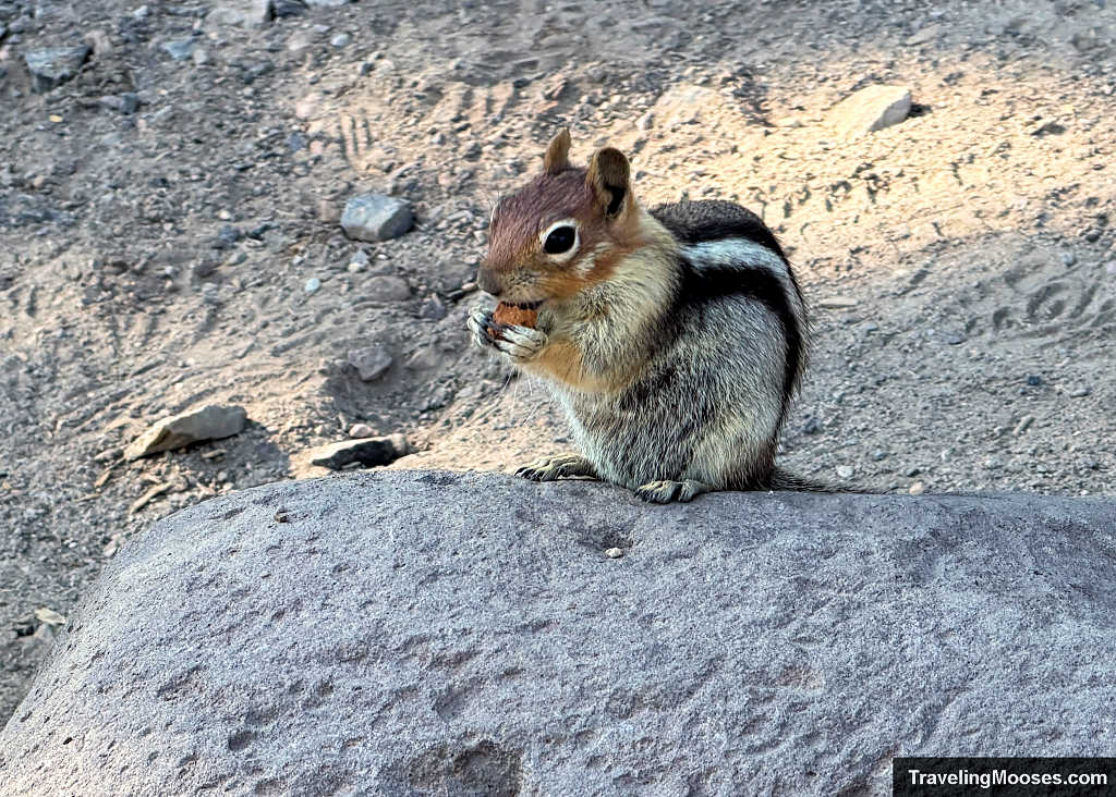 Golden-mantled ground squirrel sitting on a rock eating a seed along the trail in Central Oregon