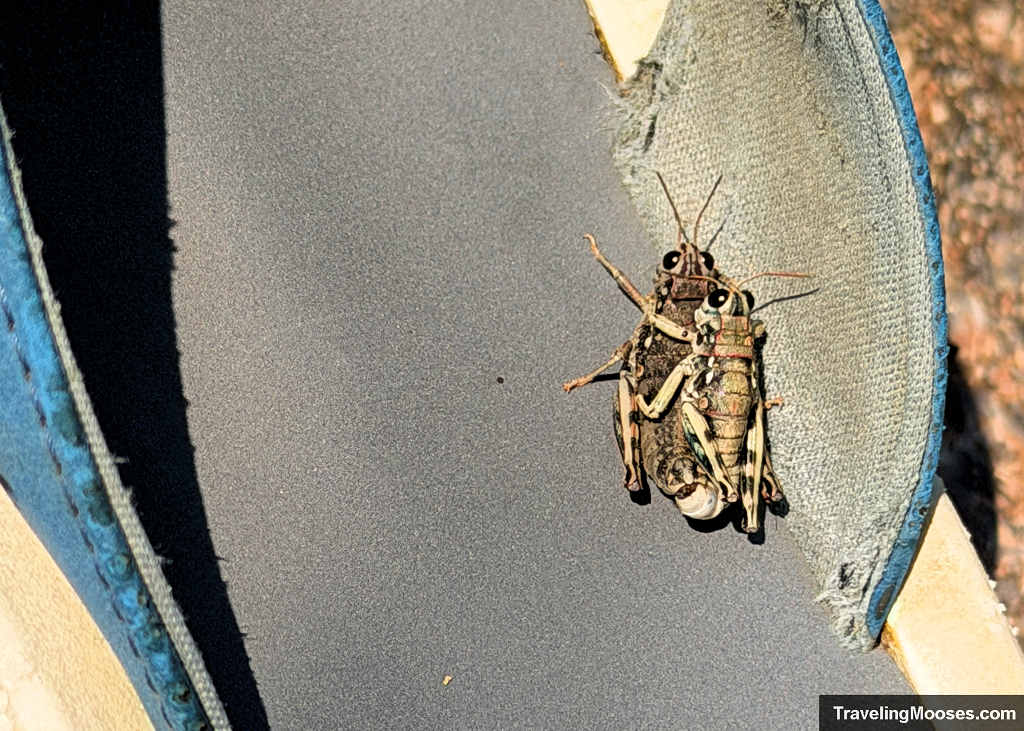Grasshoppers on a shoe