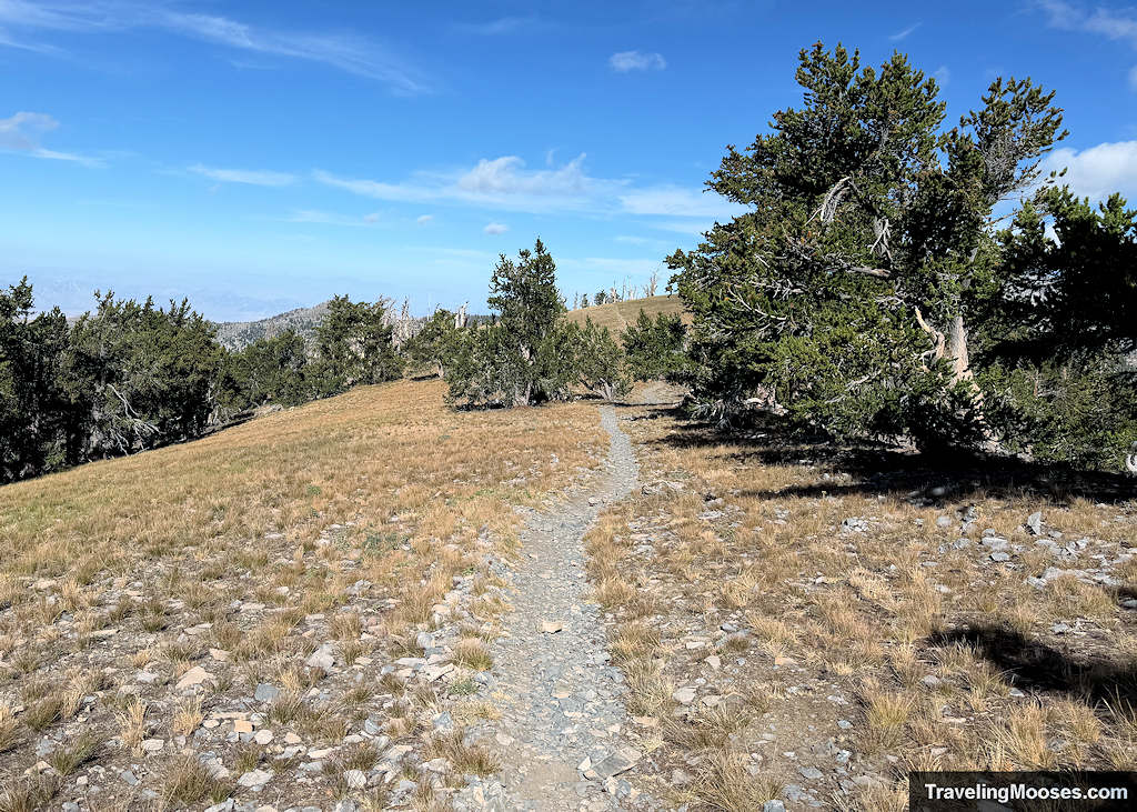 Trail meandering through a meadow