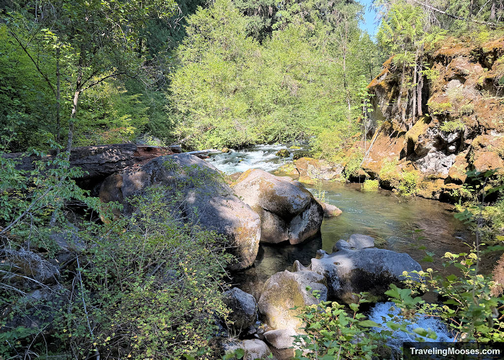 River running through a forest