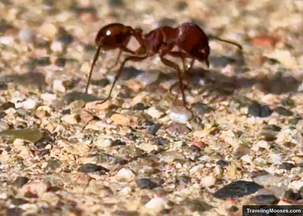 Macro close-up of a red harvester ant crawling across light gravel along the Montezuma Well trail.
