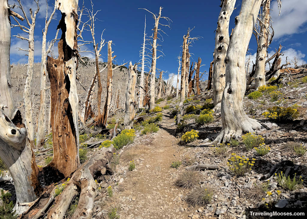 Burned trees lining a trail