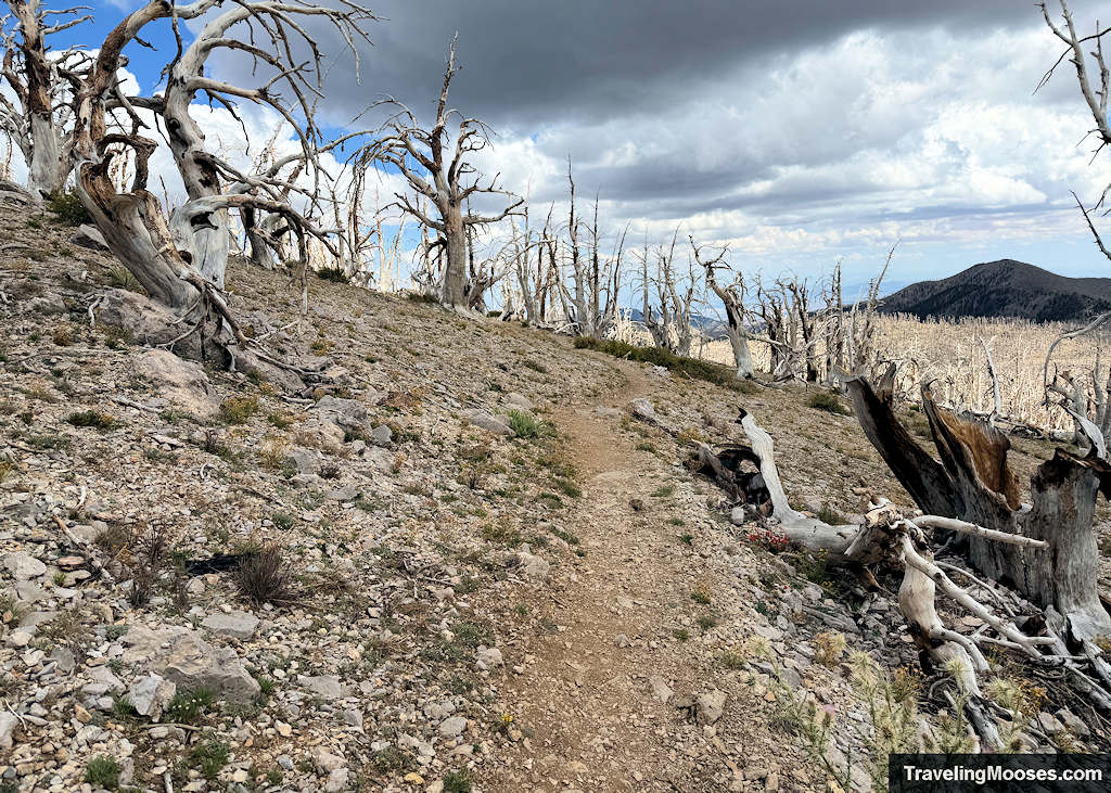 Burned out forest with large mountain in the distance