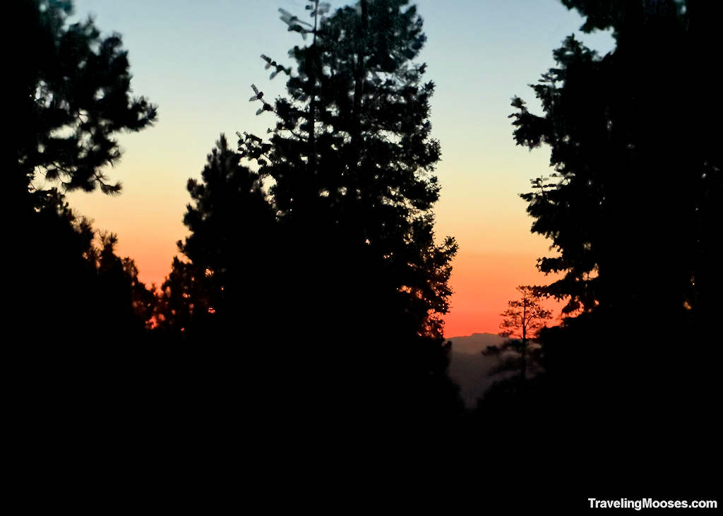 Sunrise with dark outline of trees