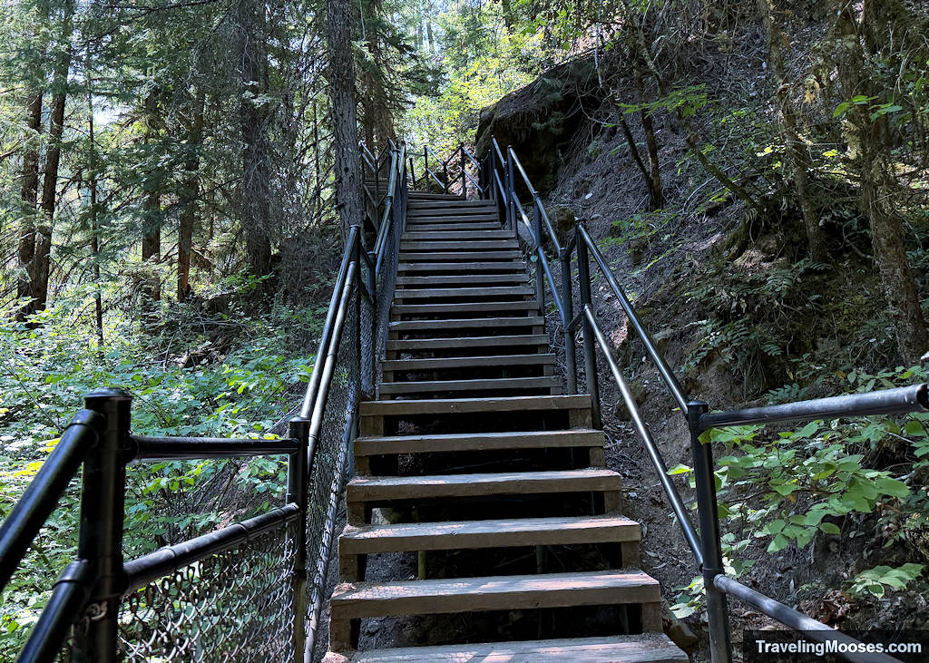 Staircase through a forest