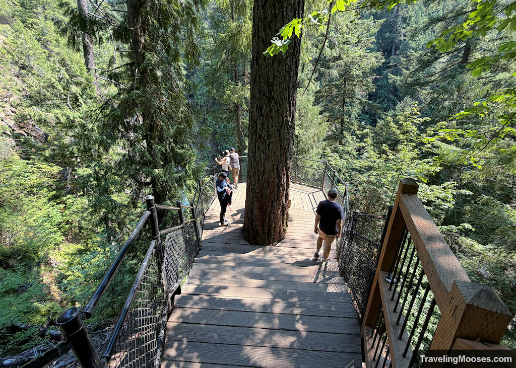 People standing on a viewing platform with a tree in the middle
