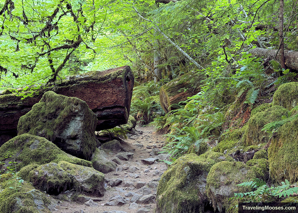 Large tree cleared from forest path