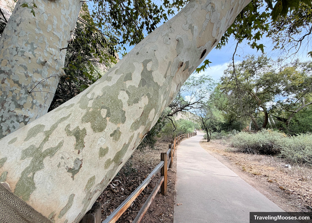 Large mottled Arizona sycamore trunk leaning over the paved walking path lined with a wooden fence and riparian greenery