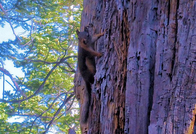 Squirrel climbing a tree