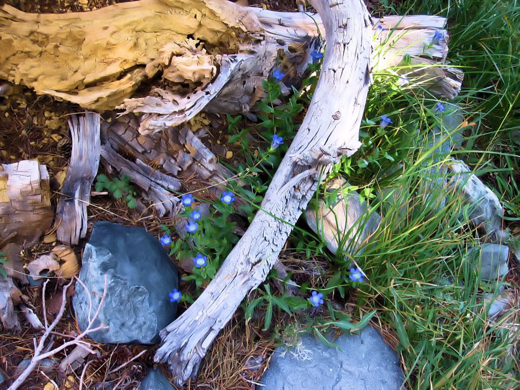Blue Wildflowers