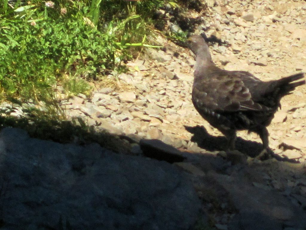 Pheasant crossing Mt Tallac Trail