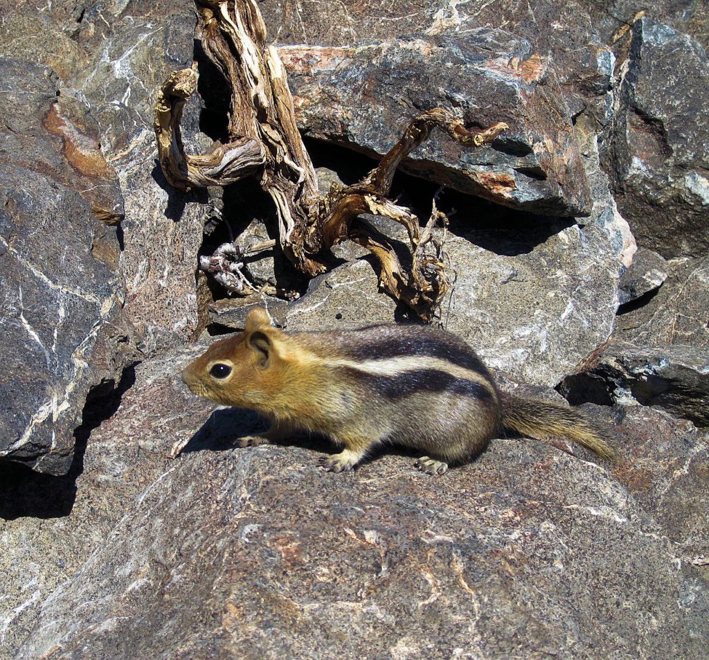 Brown Squirrel with black and white strip