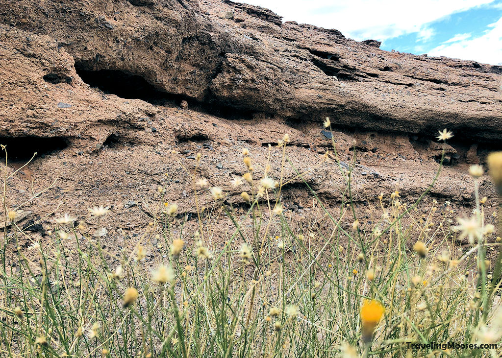 Yellow wild flowers in a canyon