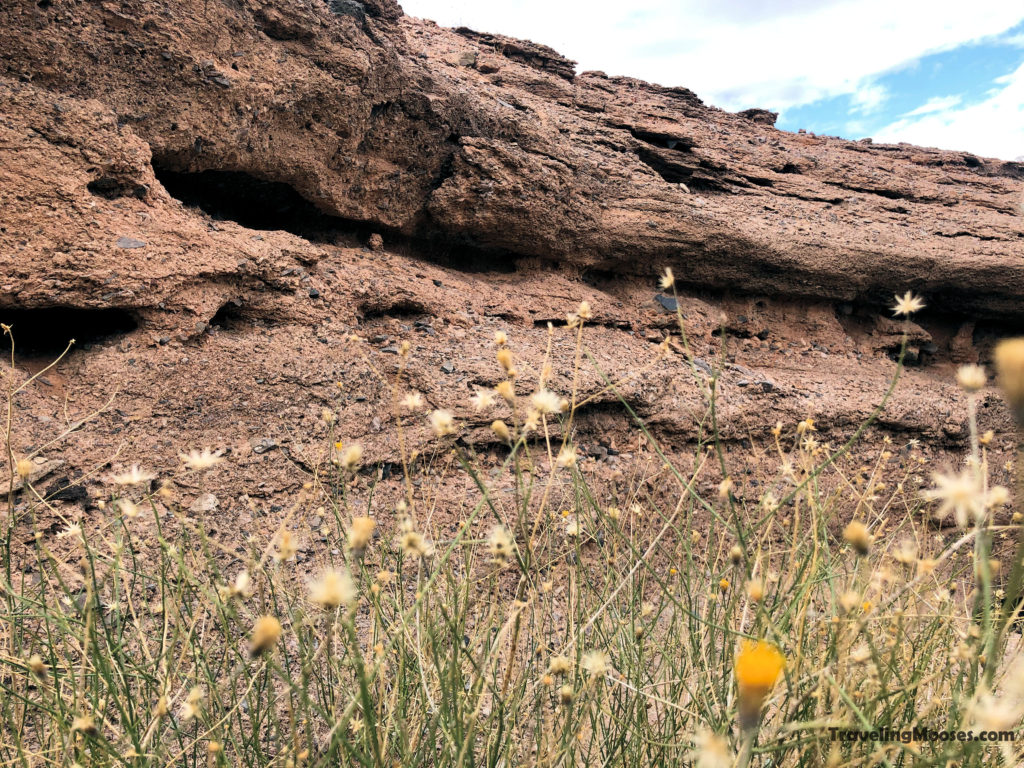 Wildflowers along White Owl Canyon trail
