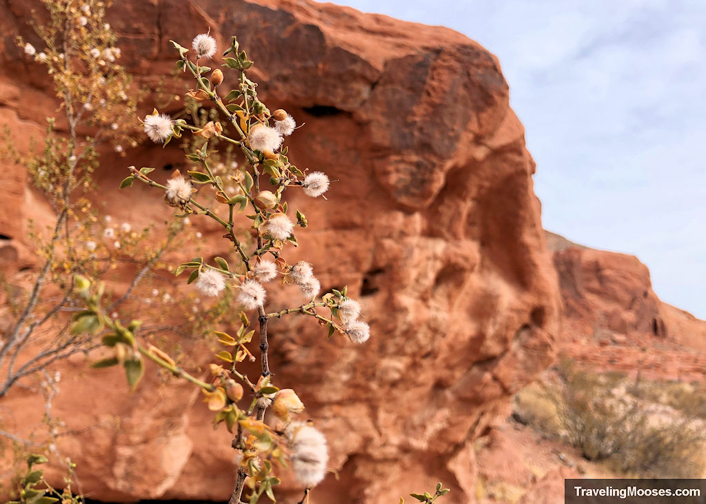 Desert foliage growing near red sandstone rocks. Tiny white balls of fluff adorn the plants.