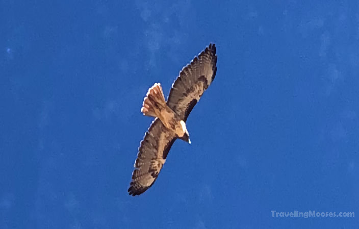 A red tailed hawk soaring through the air.