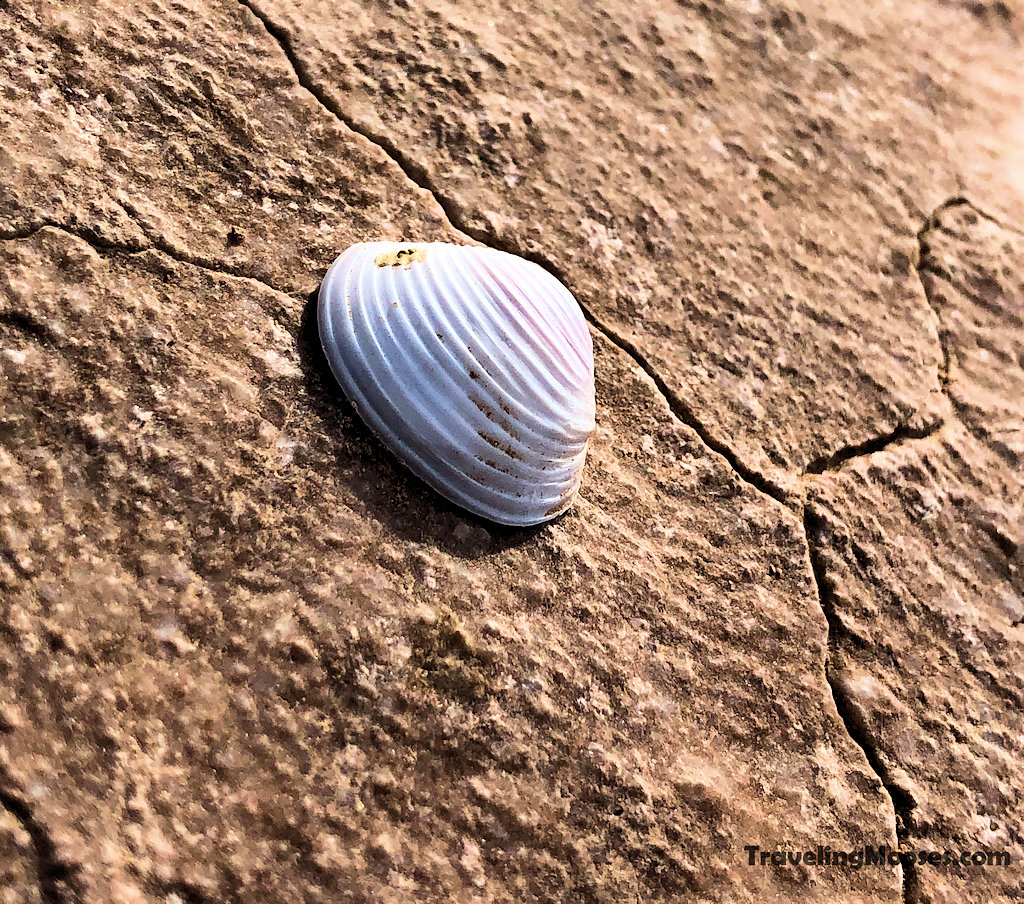 Seashell resting on dry parched cracking desert land