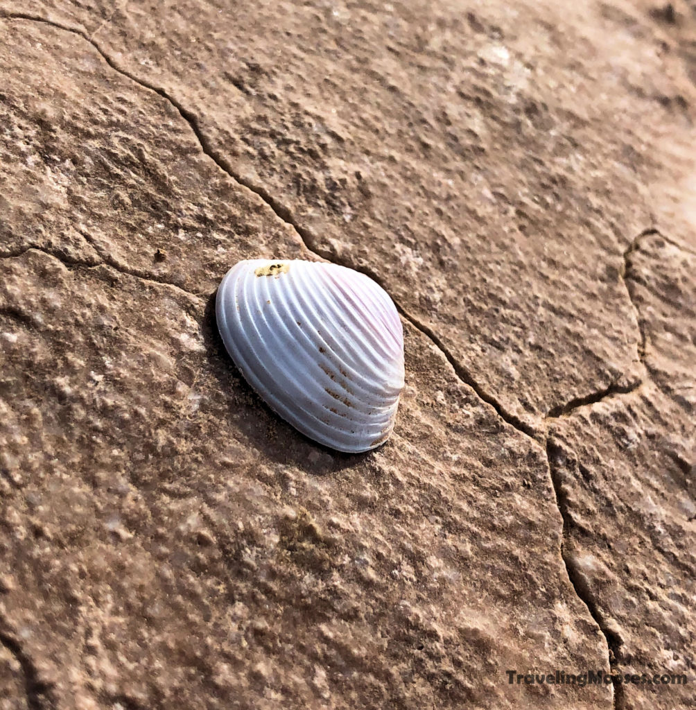 White seashells along white owl canyon trail