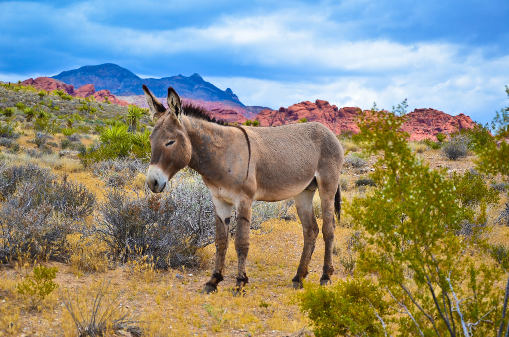 Burro near Red Rock Canyon