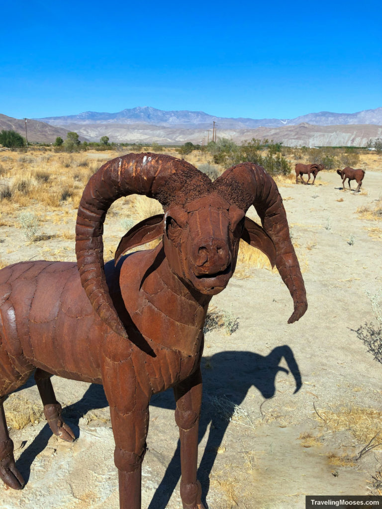 Big-horn sheep in borrego springs