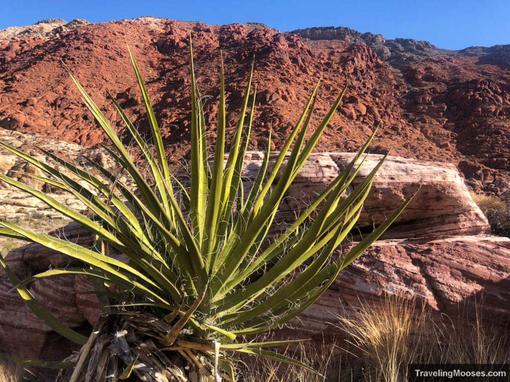 Cactus on Kraft Mountain Loop