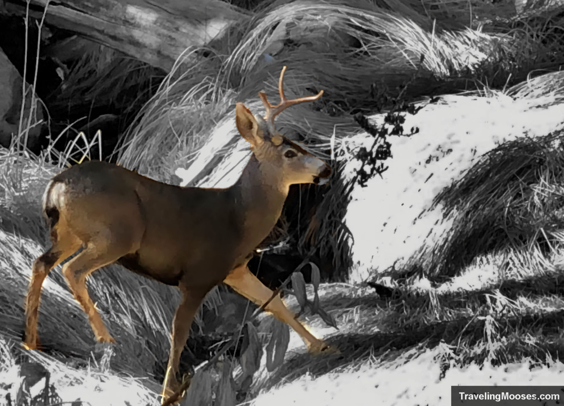 Deer on San Jacinto trail