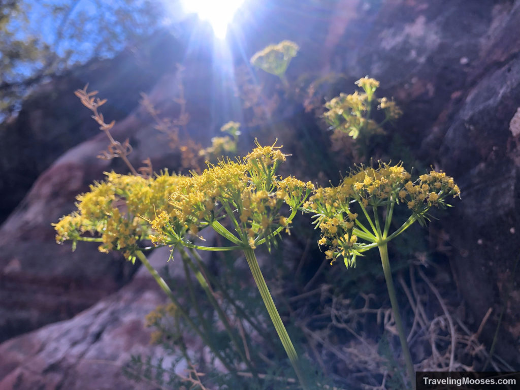 Yellow wildflowers on Kraft Mountain Loop