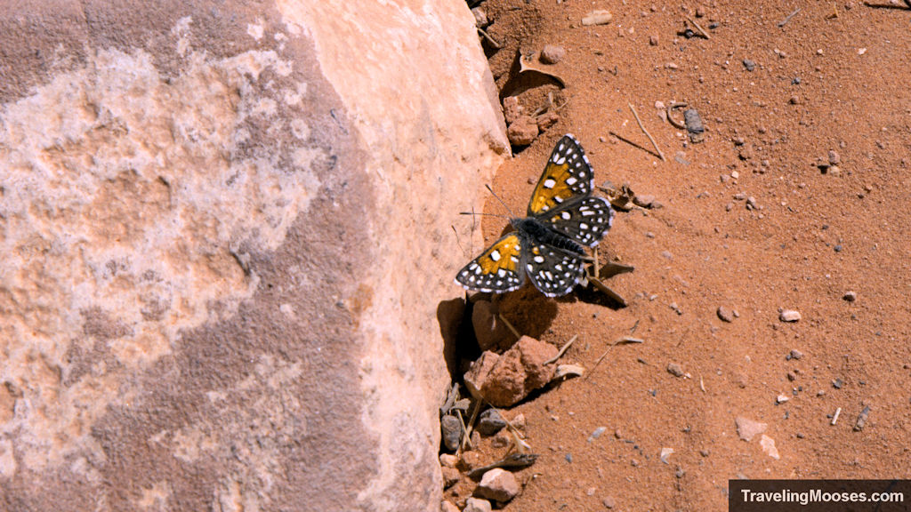Yellow and Black butterfly