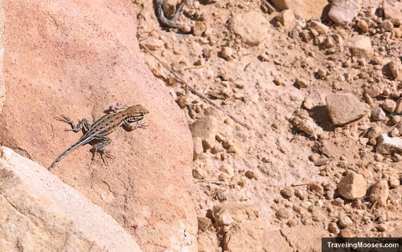 Lizard in Red Rock Canyon on Calico Tanks trail