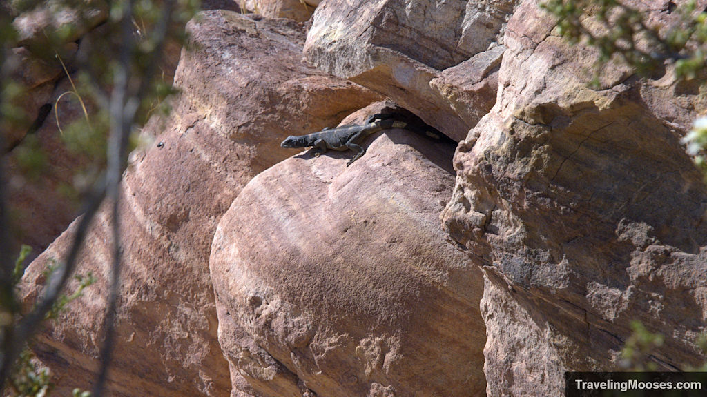 Chuckwalla in Red Rock Canyon
