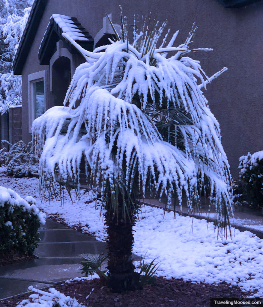 Icy Palm Tree in Summerlin, NV near Cottonwood Canyon
