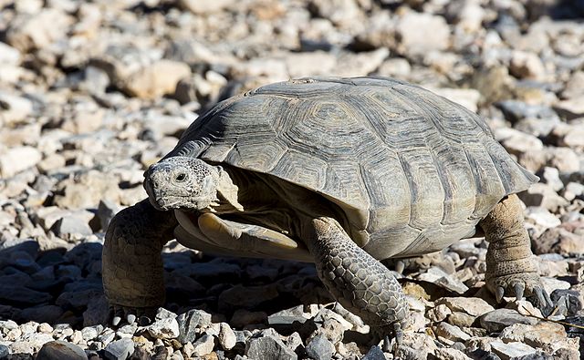 Tortoise at Red Rock Visitor Center