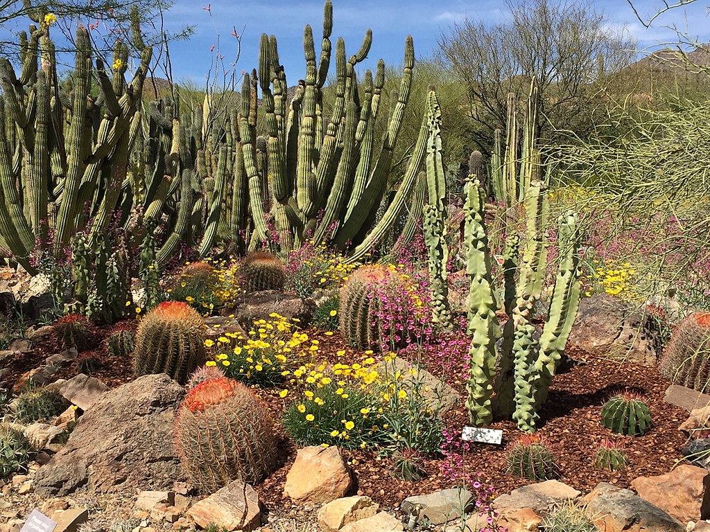 Cactus garden in full bloom