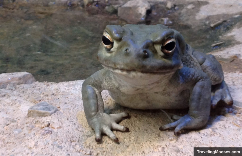 Desert toad at Arizona Sonora desert museum