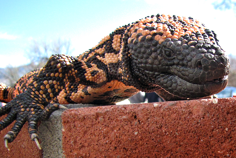 Gila Monster at Arizona Sonora Desert Museum